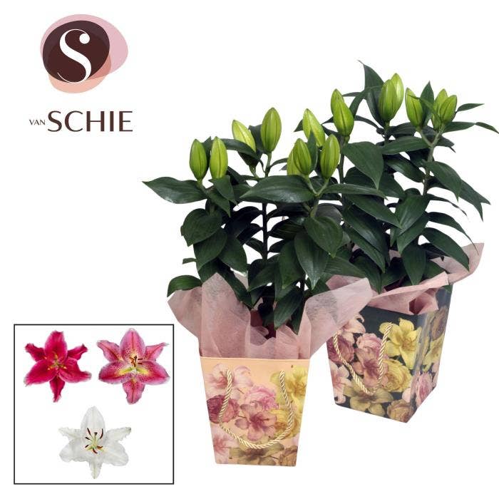 Lilium or. in Bag BLUSH