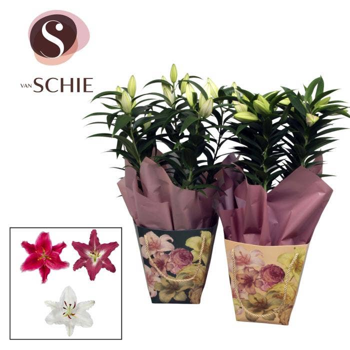 Lilium or. in Bag BLUSH