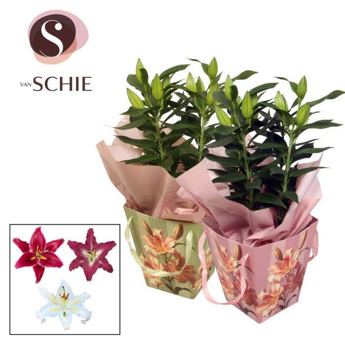 Lilium or. in Bag BLUSH