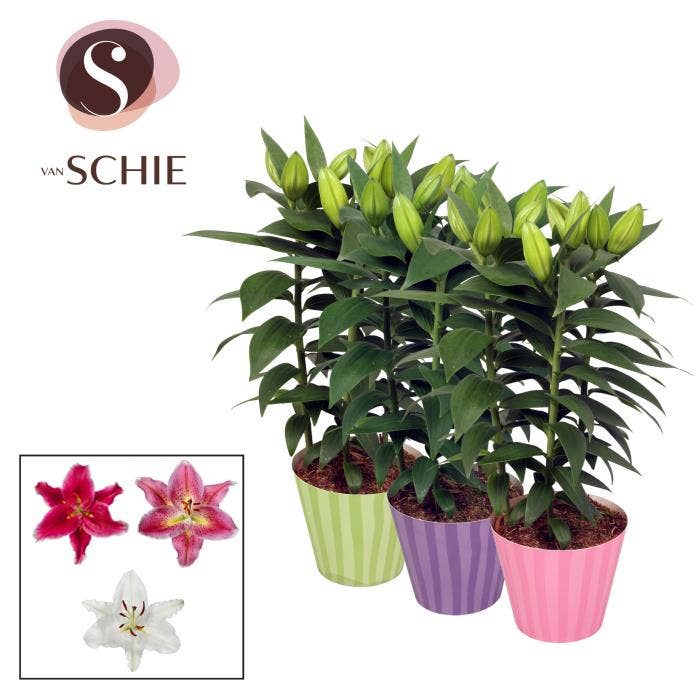 Lilium or. in Potcover