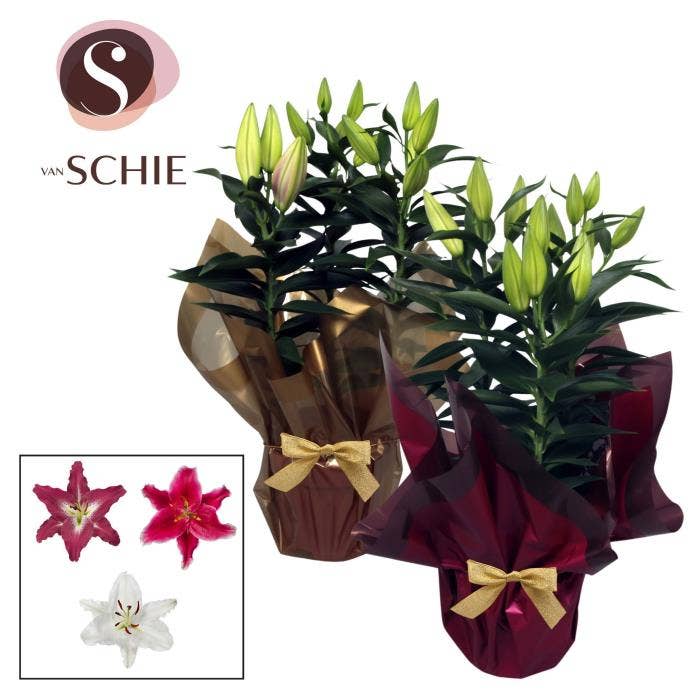 Lilium or. in Rondella GOLD & LUXE