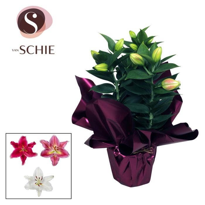 Lilium Or. in Rondella LUXE