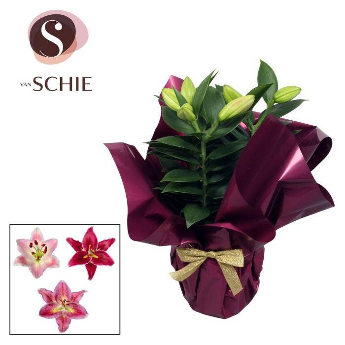 Lilium or. in Rondella LUXE