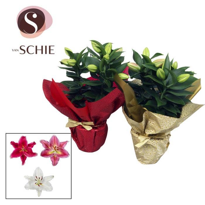 Lilium or. in Wrap Double X-MAS