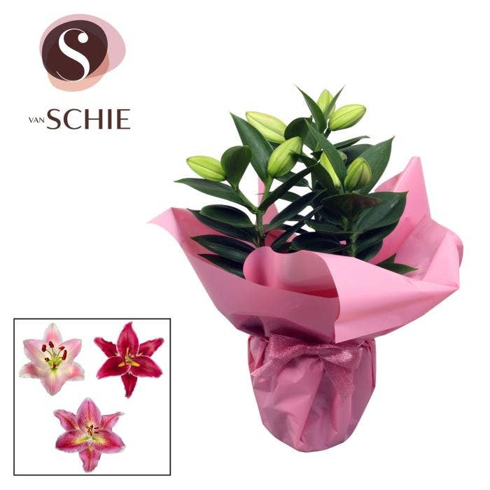 Lilium or. pink in Rondella