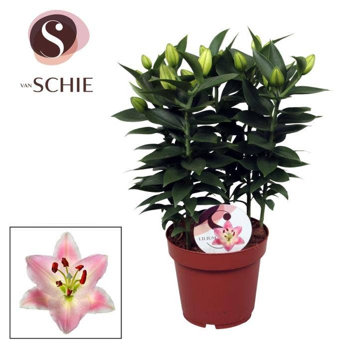 Lilium or. Rascal Souvenir