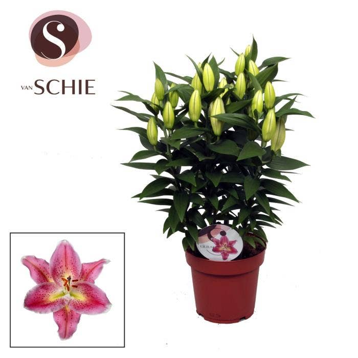 Lilium or. Reeleeze