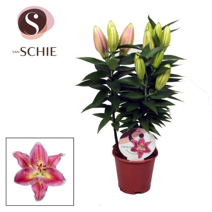 Lilium or. Reeleeze
