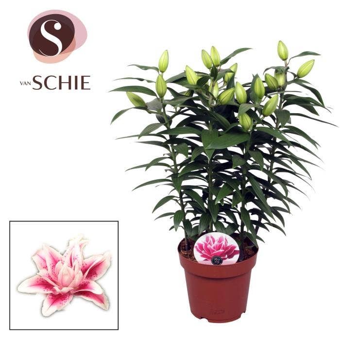 Lilium or. Roselily Pink