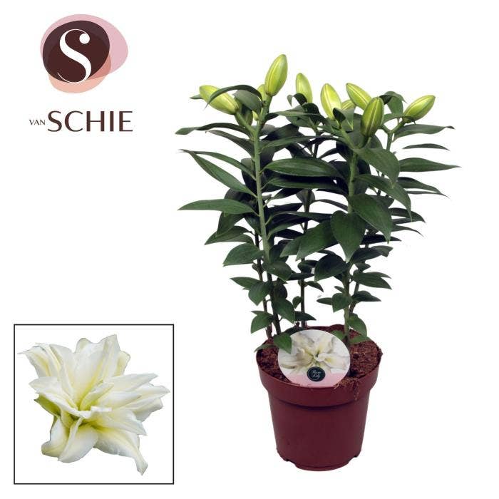 Lilium or. Roselily White