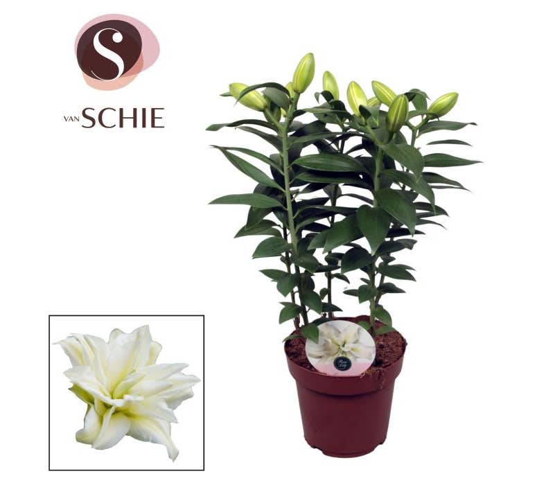 Lilium or. Roselily White