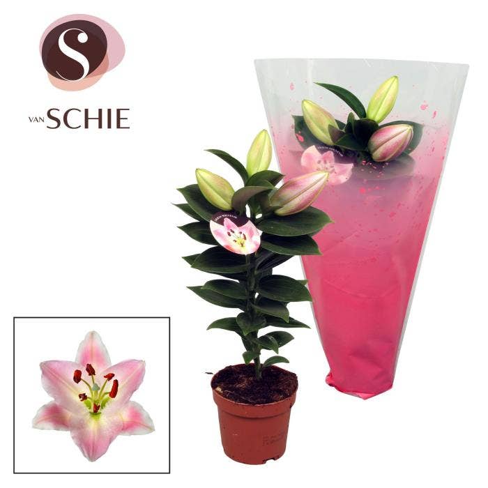 Lilium or. Souvenir Solo