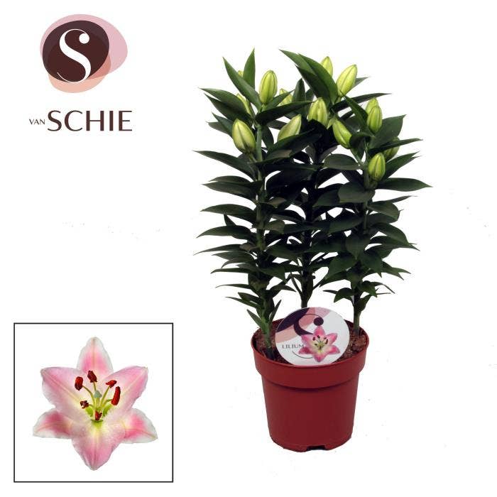 Lilium or. Souvenir