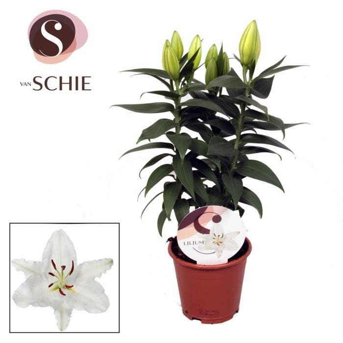 Lilium or. White