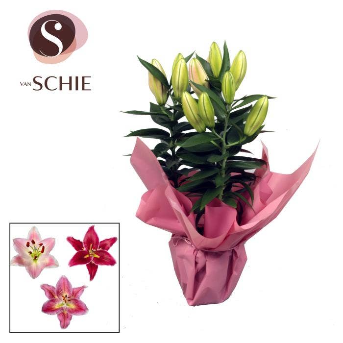 Lilium Oriental Rondella
