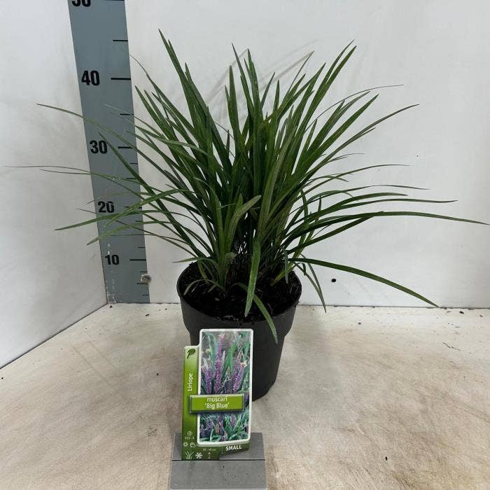 Liriope mus. 'Big Blue'