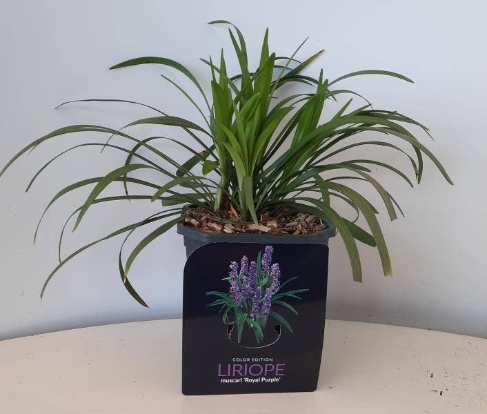 Liriope mus. 'Royal Purple'