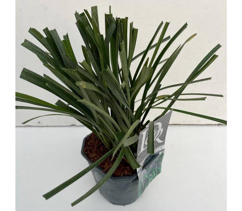 Liriope musc. 'Big Blue'