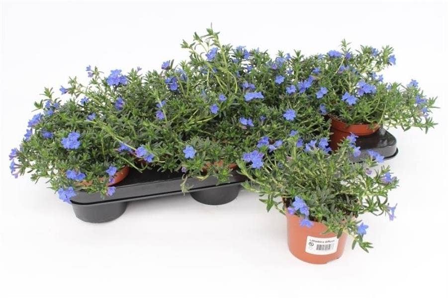 Lithodora diff. 'Heavenly Blue'