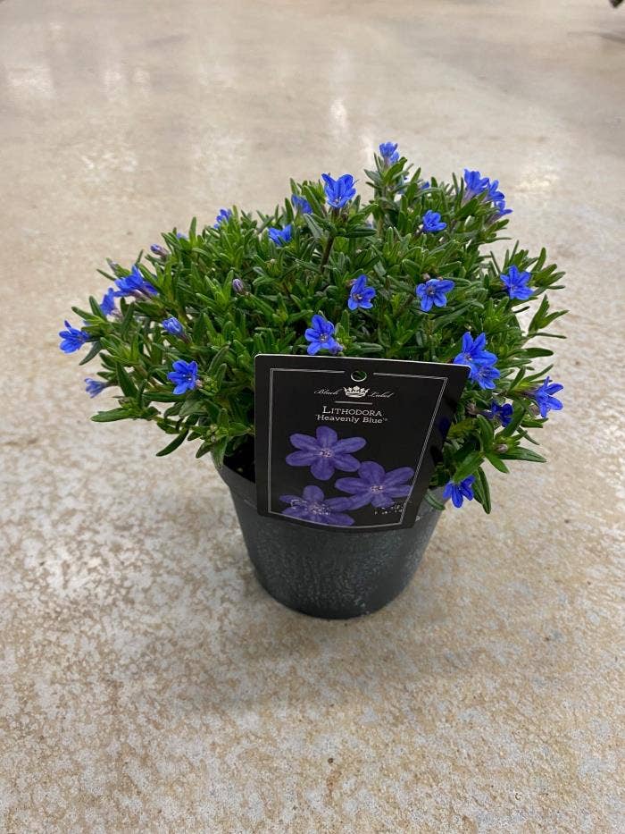 Lithodora (Glandora) dif. H. Blue