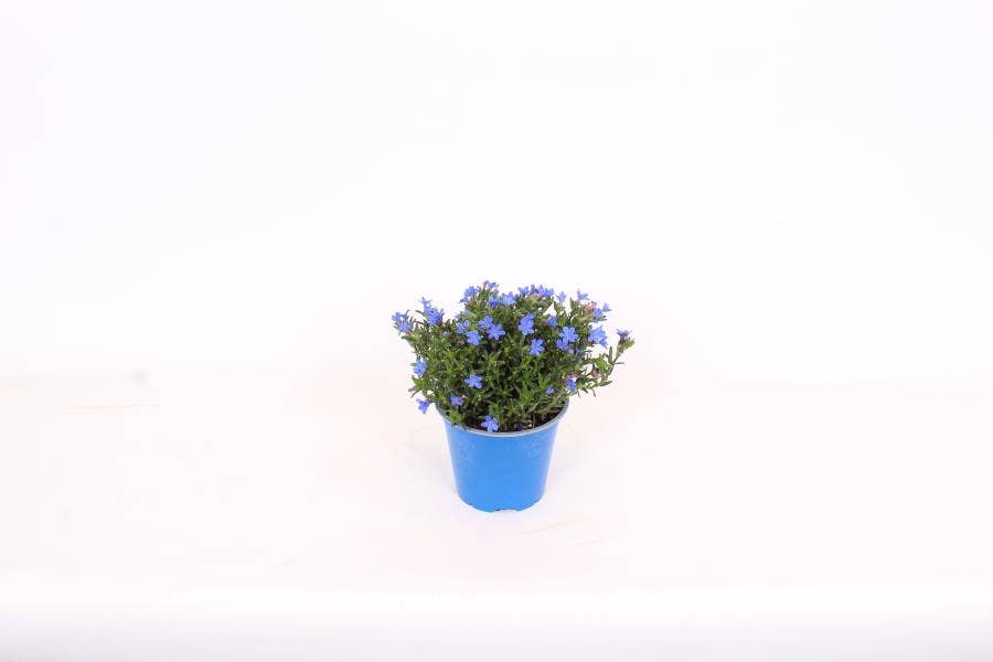 Lithodora