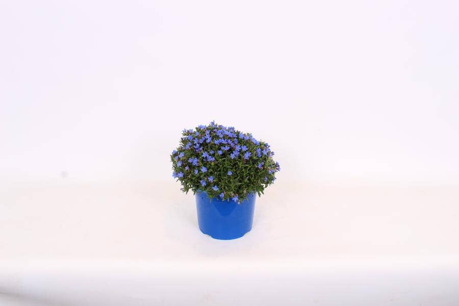 Lithodora
