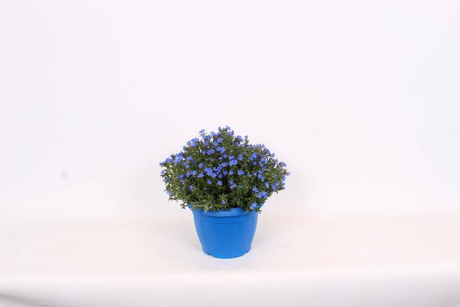 Lithodora