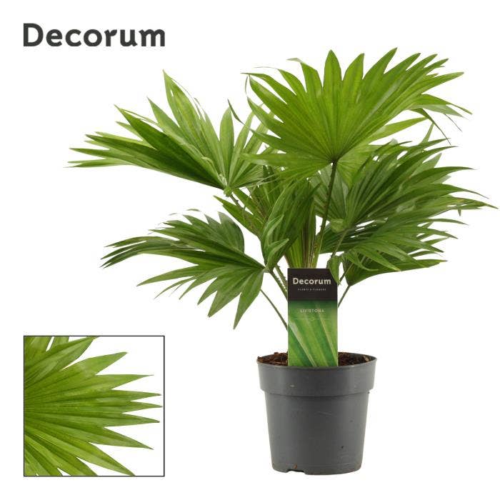 Livistona Rotundifolia 