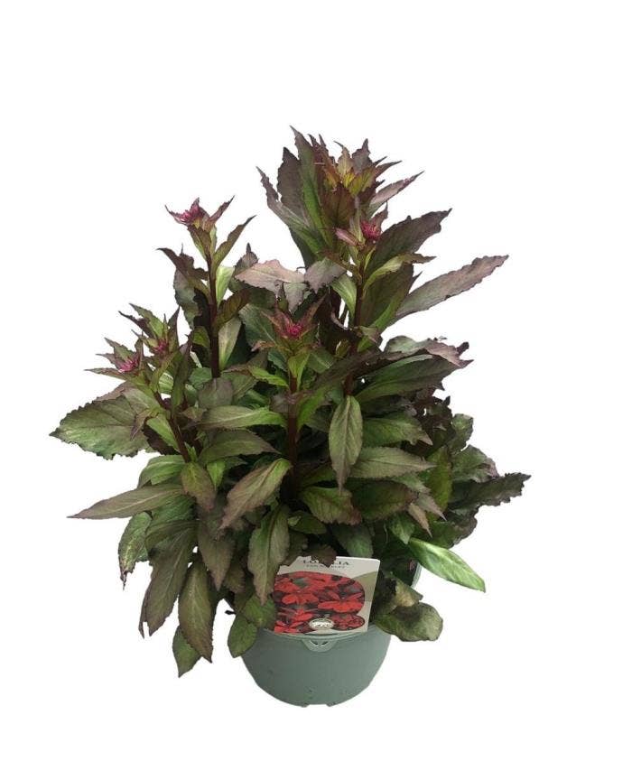 Lobelia 'Fan Scarlet'