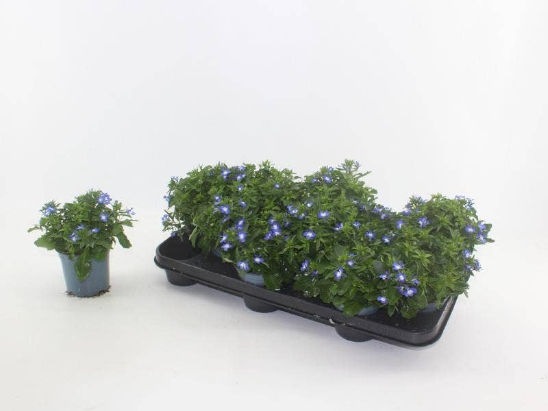 Lobelia Sweet Spring Blue