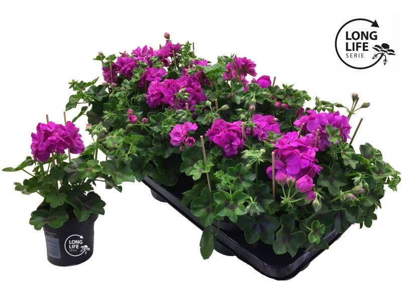 LongLife Peltatum Double Purple