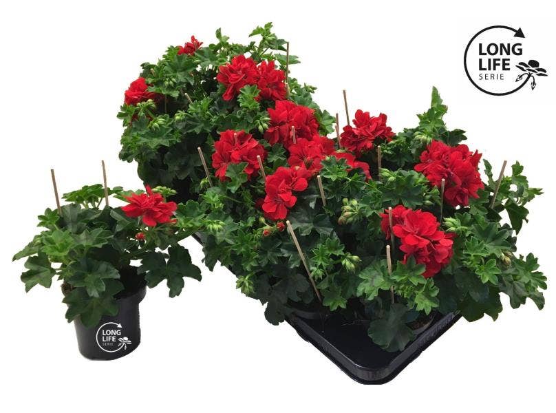 LongLife Peltatum Double Red