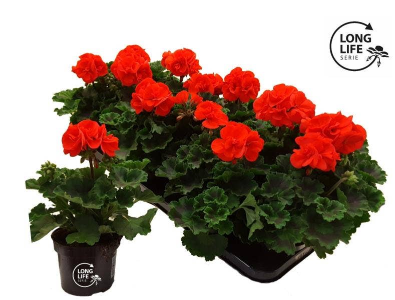 LongLife Zonale Orange