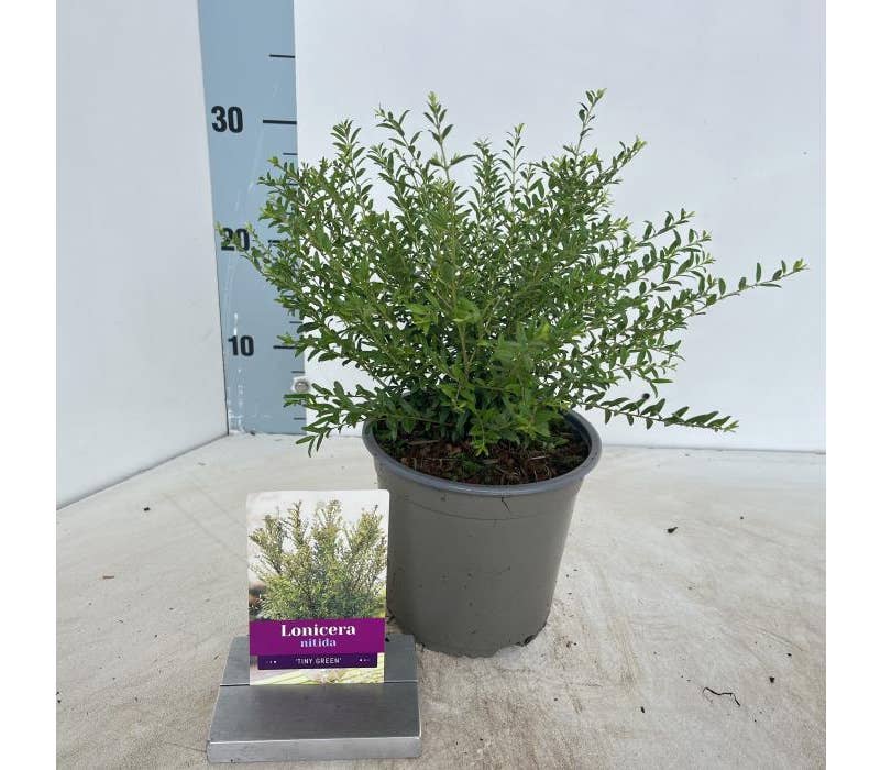 Lonicera nit. 'Tiny Green'