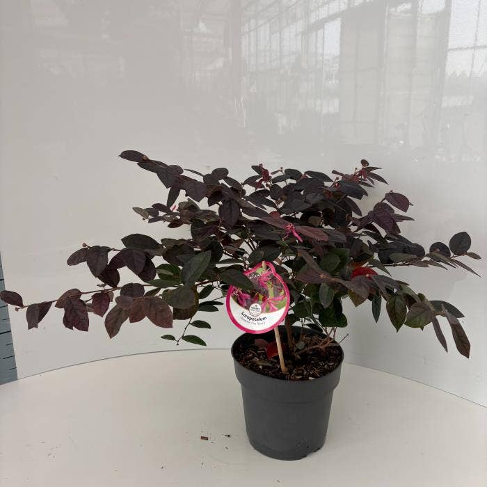 Loropetalum chin. 'Fire Dance'