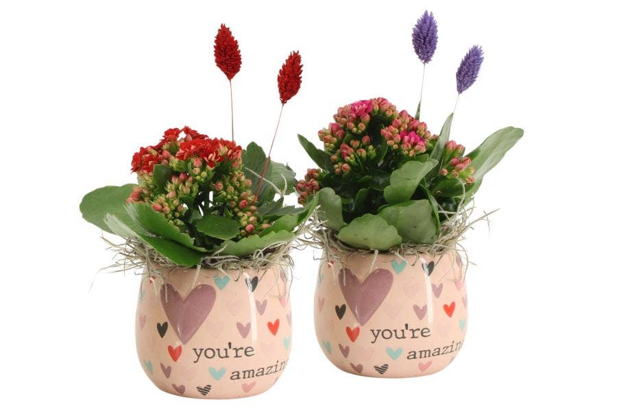 Lovess arrangement (21583)
