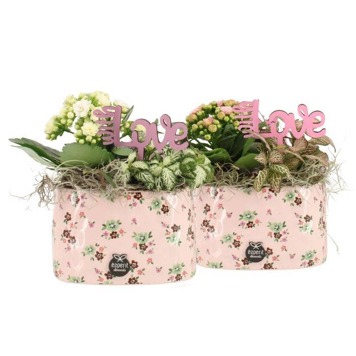 Lovess arrangement (21737)