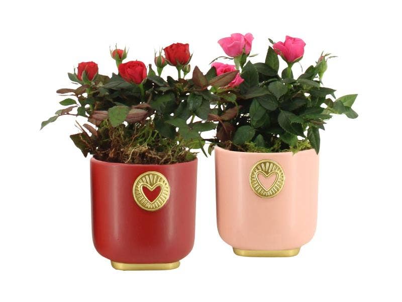 Lovess arrangement (21788)