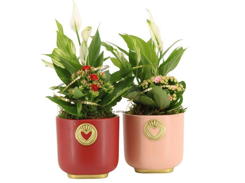 Lovess arrangement (21790)