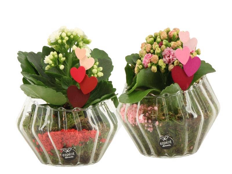 Lovess arrangement (21798)