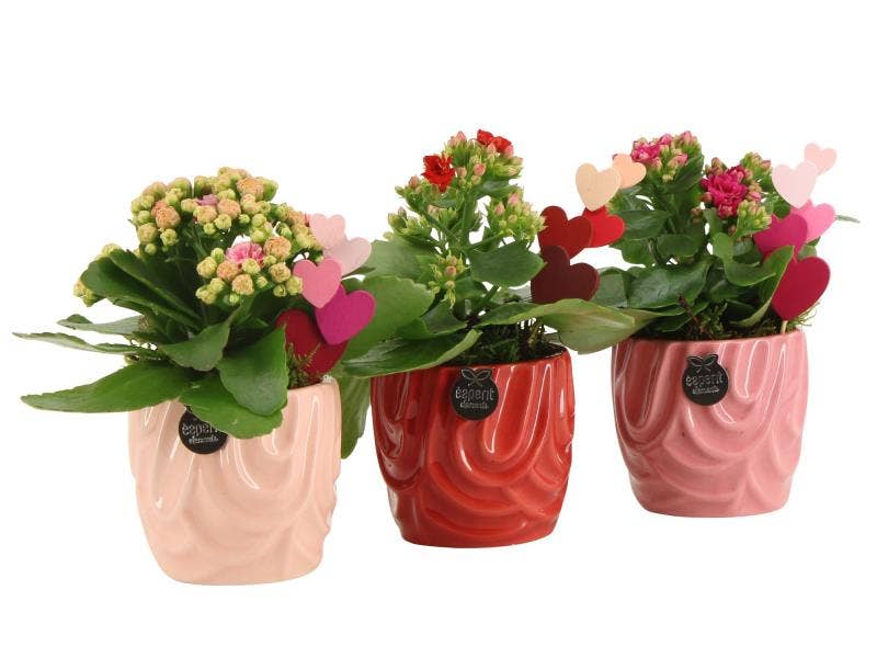 Lovess arrangement (21803)