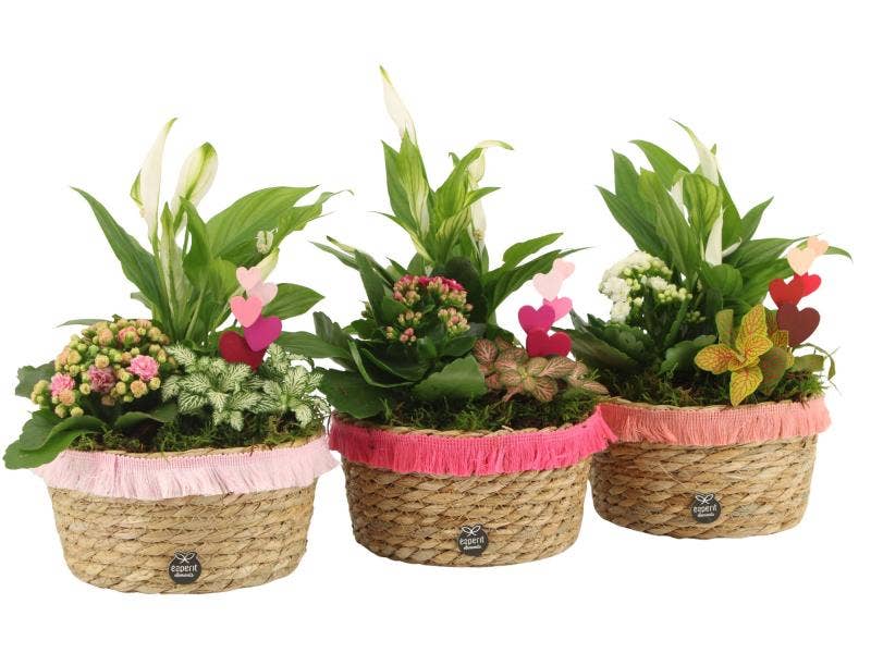 Lovess arrangement (21843)