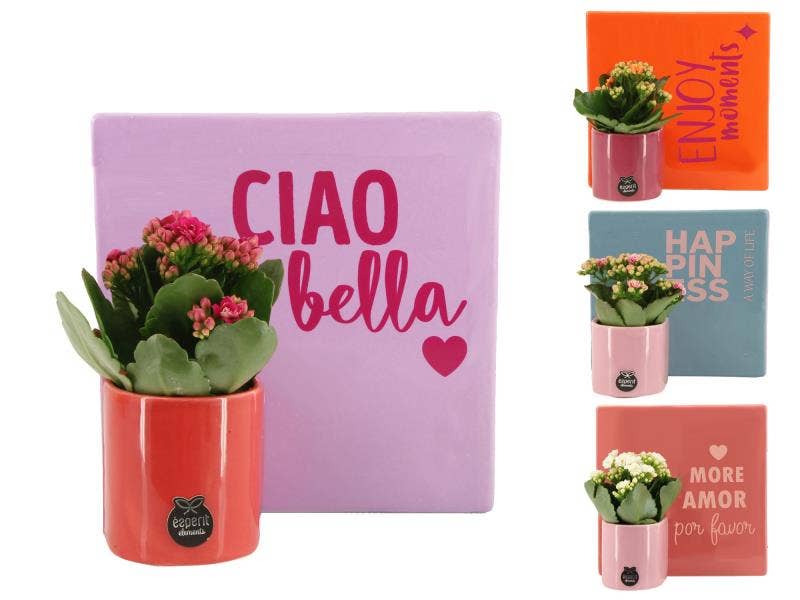 Lovess arrangement (22011)