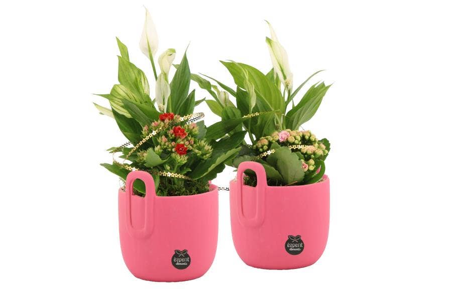 Lovess arrangement (22015)