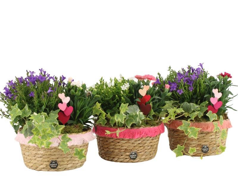 Lovess outdoor arrangement (21992)