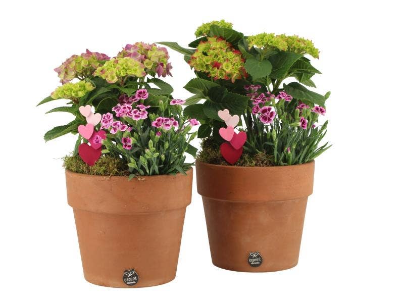 Lovess outdoor arrangement (21995)