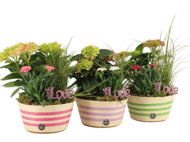 Lovess outdoor arrangement (22001)