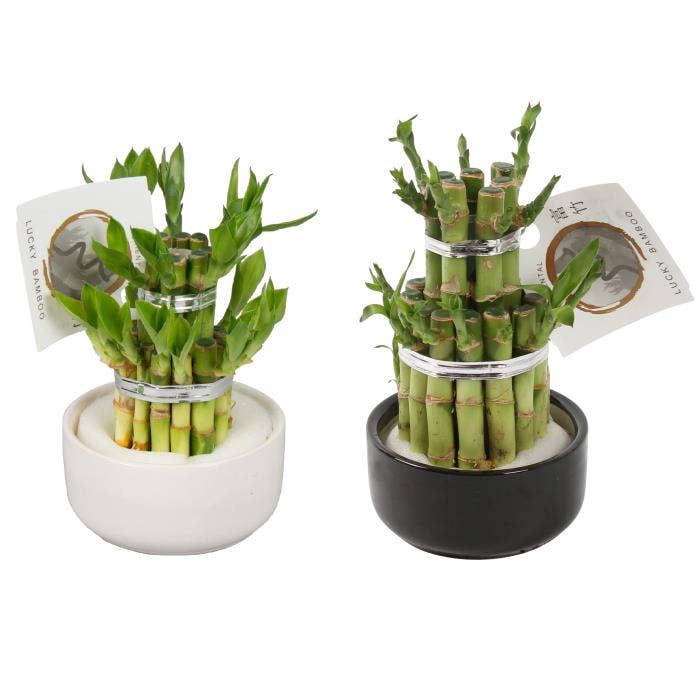 Lucky Bamboo 2 small in ceramic