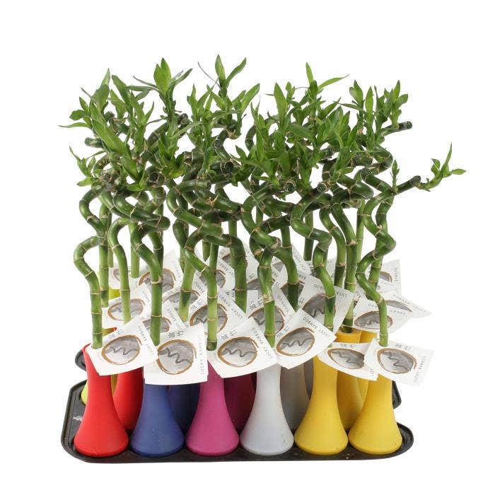 Lucky Bamboo in tube Vase Colormix