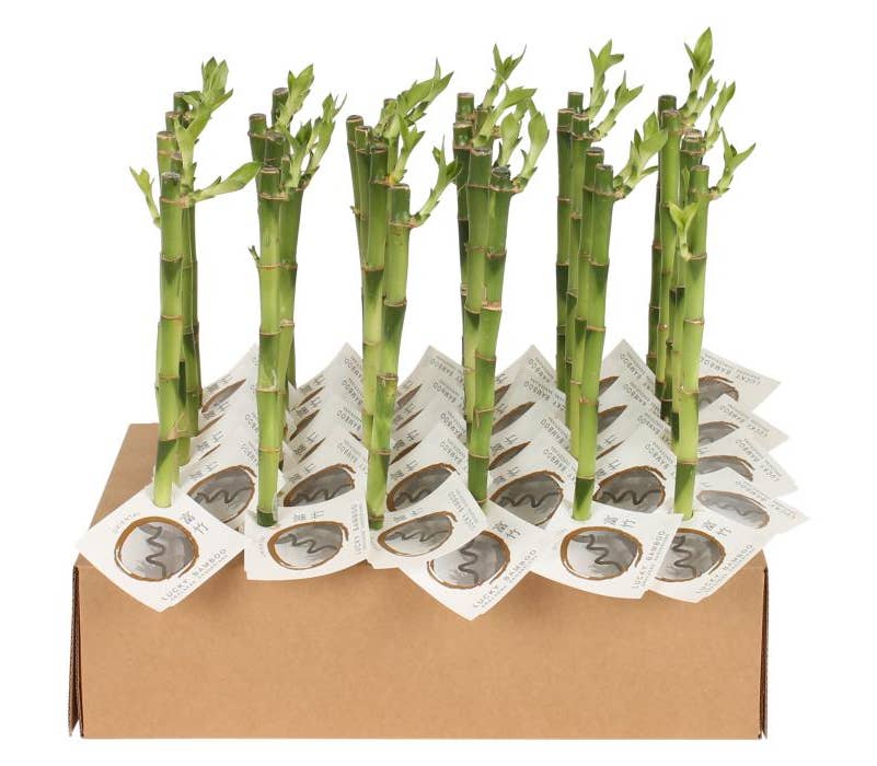 Lucky Bamboo in tube